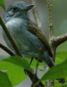 Mouse-colored Antshrike