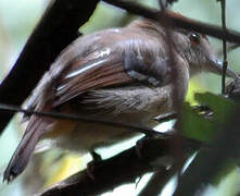 Northern Slaty Antshrike