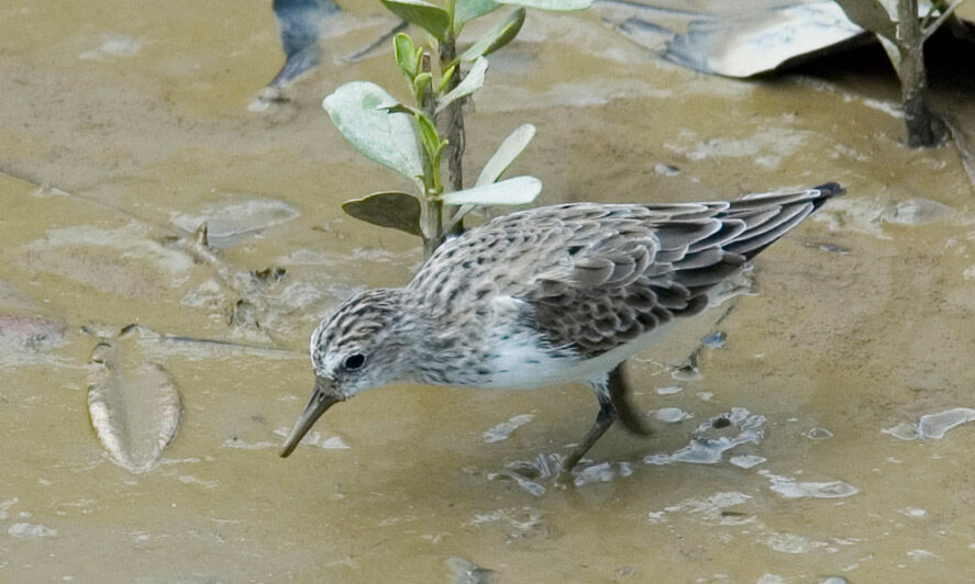 Semipalmated Sandpiper