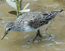 Semipalmated Sandpiper