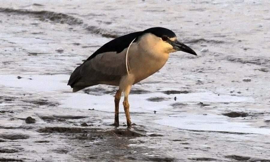 Black-crowned Night Heron