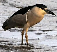 Black-crowned Night Heron