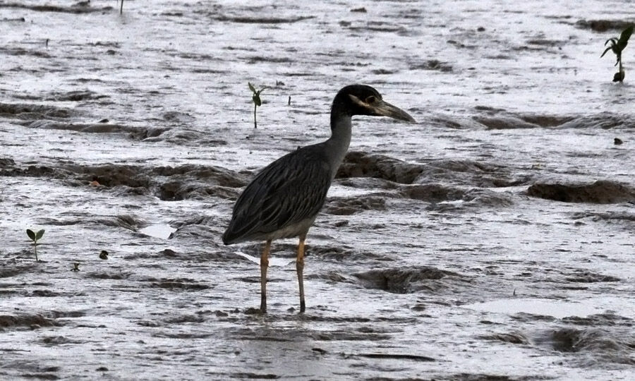 Yellow-crowned Night Heron