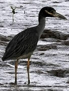 Yellow-crowned Night Heron