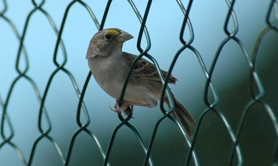 Grassland Sparrow