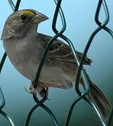 Grassland Sparrow