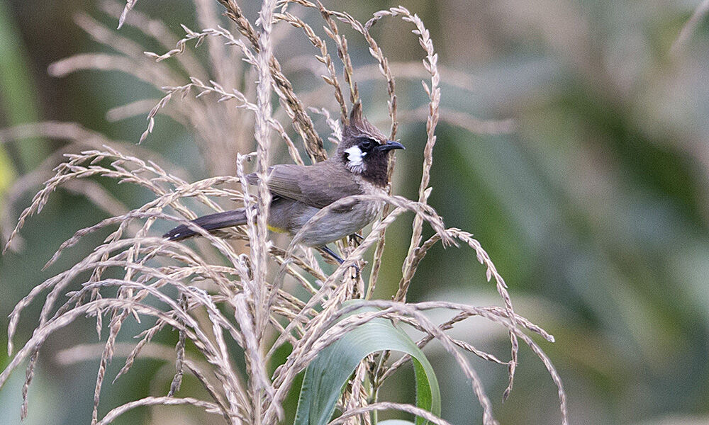 Himalayan Bulbul