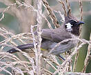 Bulbul à joues blanches