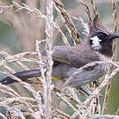 Bulbul à joues blanches