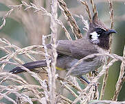 Bulbul à joues blanches