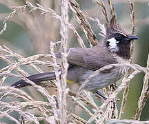 Himalayan Bulbul