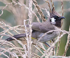 Bulbul à joues blanches