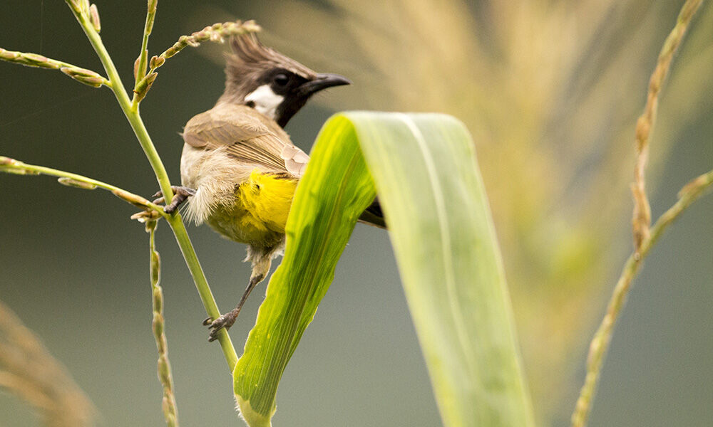 Himalayan Bulbul