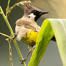 Bulbul à joues blanches