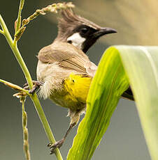 Bulbul à joues blanches