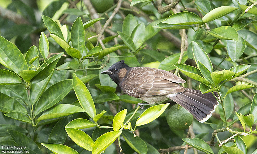 Red-vented Bulbul