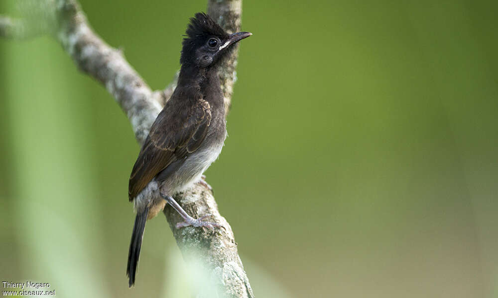 Bulbul à ventre rougejuvénile