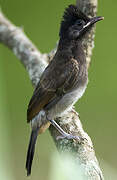 Bulbul à ventre rouge