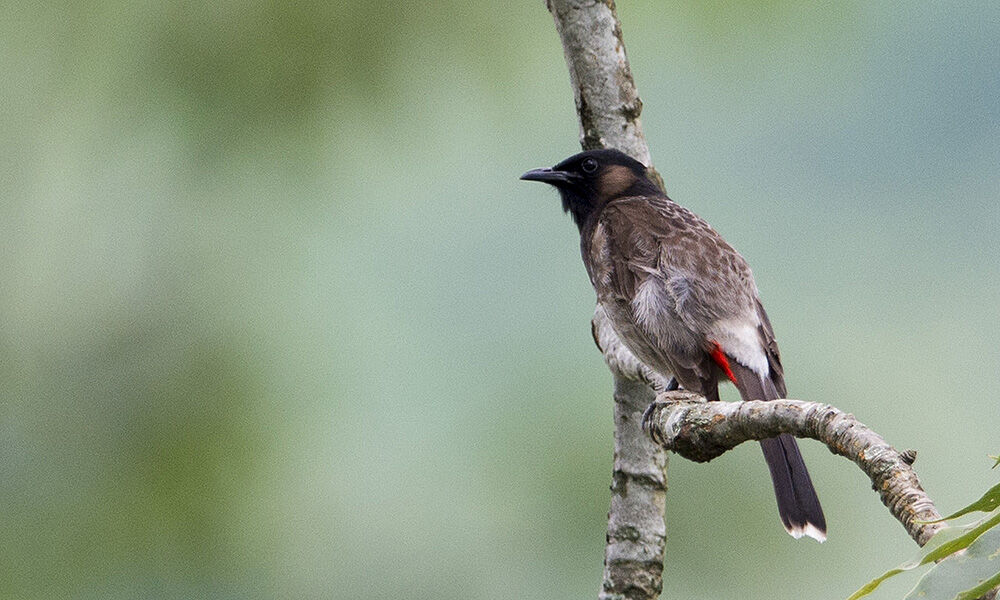 Red-vented Bulbul