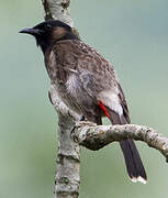 Bulbul à ventre rouge