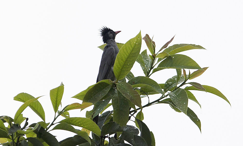 Black Bulbul