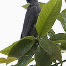 Bulbul noir