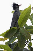 Bulbul noir