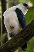 Black-faced Hawk