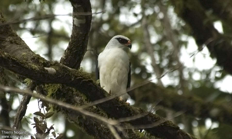 Black-faced Hawkadult, identification