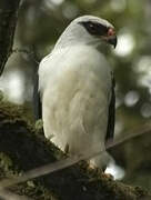 Black-faced Hawk