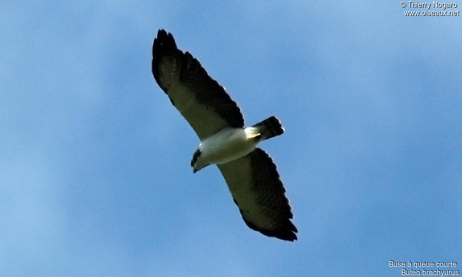 Short-tailed Hawk