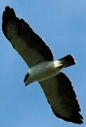 Short-tailed Hawk