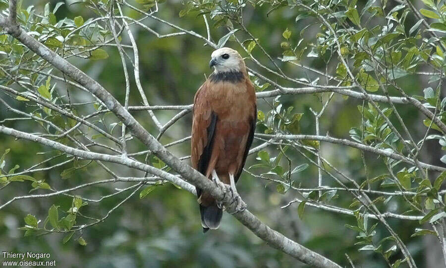 Black-collared Hawkadult, close-up portrait