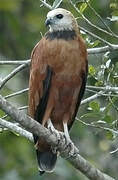 Black-collared Hawk