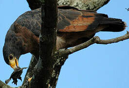 Rufous Crab Hawk