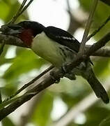 Black-spotted Barbet