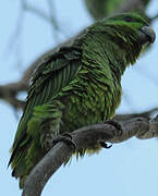 Short-tailed Parrot