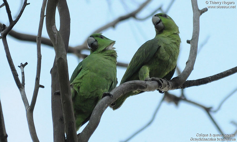 Short-tailed Parrot