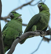 Short-tailed Parrot