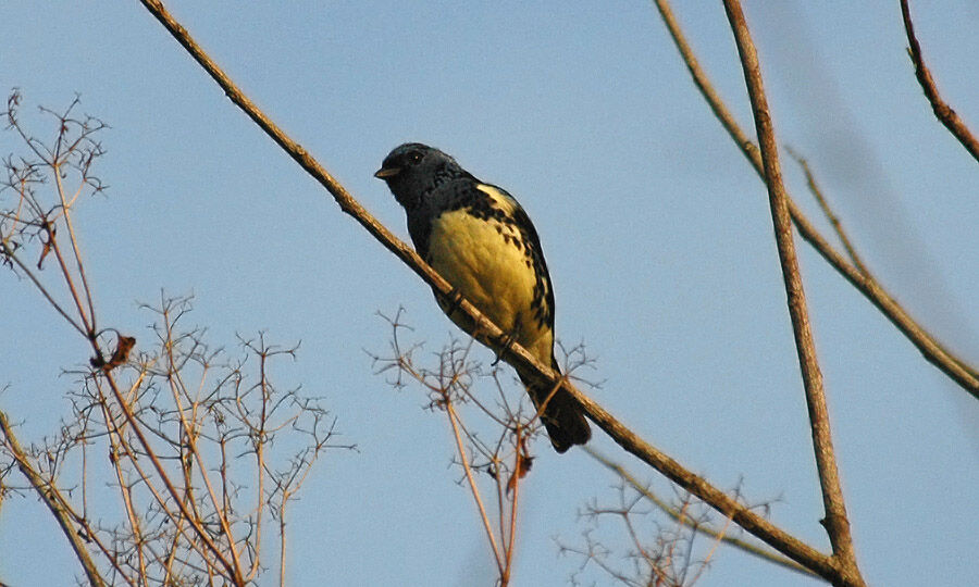 Turquoise Tanager