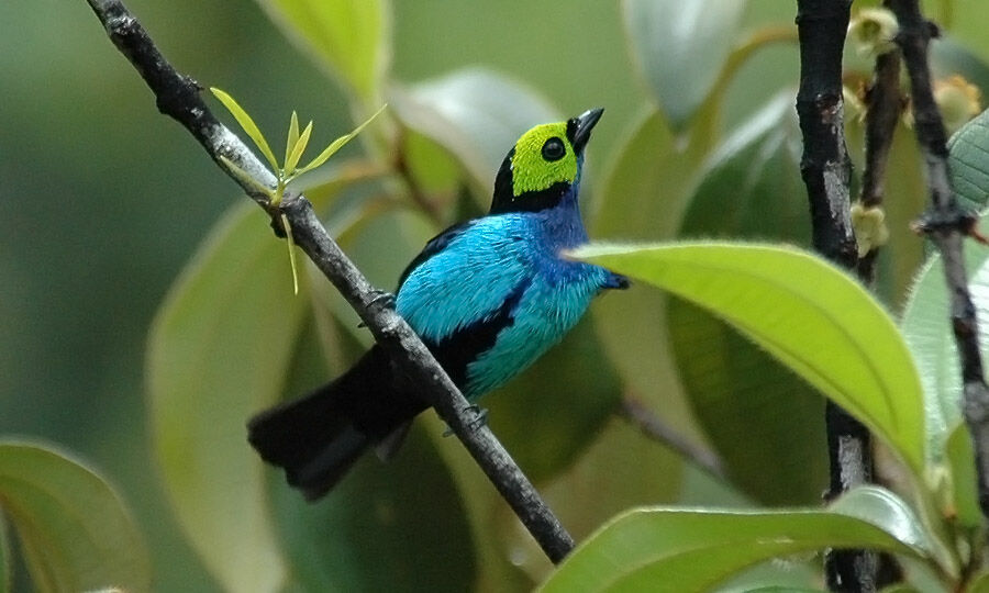 Paradise Tanager