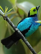 Paradise Tanager