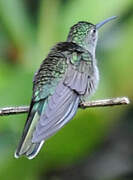 Grey-breasted Sabrewing