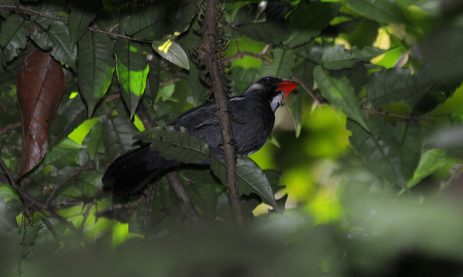 Slate-colored Grosbeak