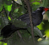 Slate-colored Grosbeak