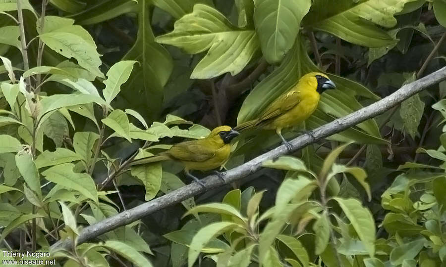 Cardinal flavertadulte