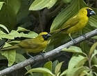 Cardinal flavert