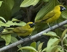 Yellow-green Grosbeak