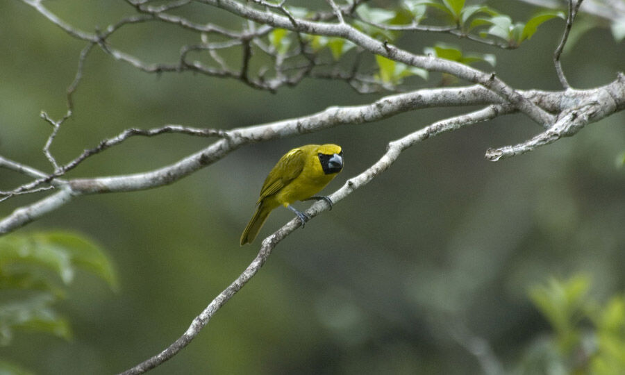 Yellow-green Grosbeak