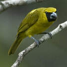 Cardinal flavert